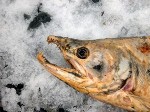 spawned-out salmon. Photo from morgueFile.com