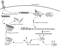 Diagram of the possible mechanism for CRISPR By James atmos (Own work) [CC-BY-SA-3.0 (http://creativecommons.org/licenses/by-sa/3.0) or GFDL (http://www.gnu.org/copyleft/fdl.html)], via Wikimedia Commons
