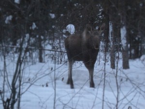 Moose outside my window.