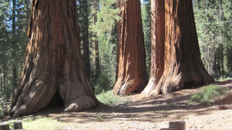 Sequoias of Mariposa Grove. Photo by author.