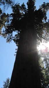 General Sherman, the world's biggest tree. Photo by author.
