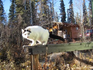 The neighborhood Cat. If he had a clone, it would be genetically identical, but might have a very different personality. Photo by author.