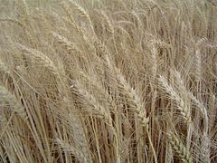 Increases in wheat yields in the 1960s reversed a famine in India and Pakistan, thanks to plant breeding that is still advancing today. Photo via wikimediacommons