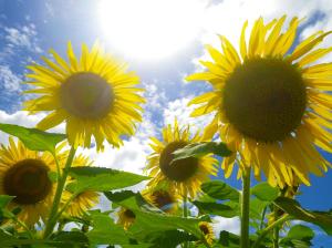 Photo by Rikahi via MorgueFile