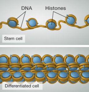 The loose adaptive structure of a stem cell, above. Differentiated cell below. Image from http://learn.genetics.utah.edu/content/