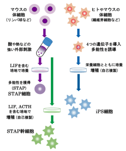 The supposed process for STAP cell generation. Image by S.Nuoe via Wikimedia Commons. https://commons.wikimedia.org/wiki/File:STAP,iPS.png#/media/File:STAP,iPS.png