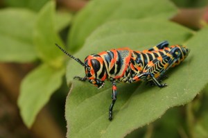 Image by xandert via morguefile