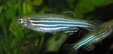 Zebrafish like this one may have genes that can survive up to four days after death. By Azul (Own work) [Copyrighted free use], via Wikimedia Commons