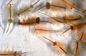 Artemisa fransiscana, AKA Sea Monkeys. Image from Utah Division of Wildlife Resources.