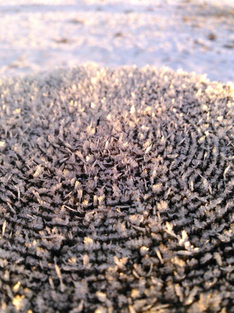 two-cherry-farm-frost