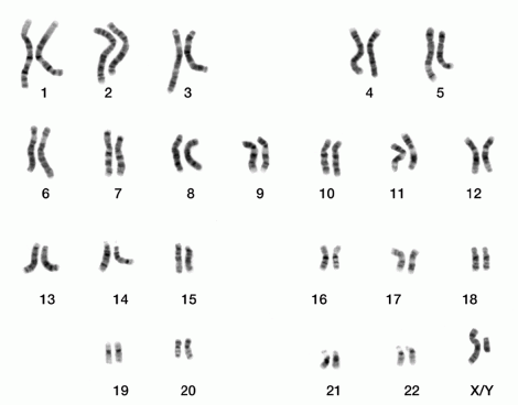 dna_human_male_chromosomes